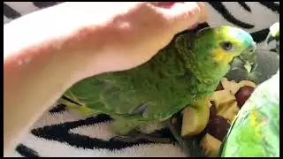 Синелобый Амазон птенец Мальчик ДНК