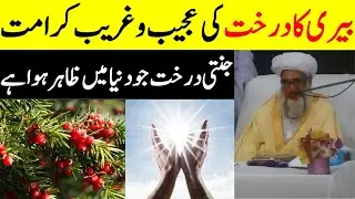 Virtue and Beauty of the berry tree | Heavenly tree appeared in world