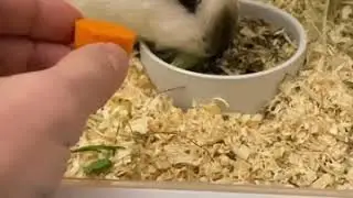 Счастливый пиксель и хозяин