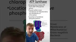 ATP Synthase