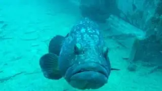 Кипр, Лимассол-дайвинг.12/06/2017 Costandis ALOHA DIVERS