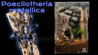 Gooty Sapphire Ornamental Tarantula (Poecilotheria metallica) Care Guide | Enclosure Set Up