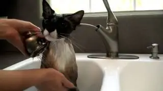 Сильный духом, кот переборол свой страх
