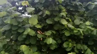 Дача, лето 2019 г
