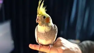 We Got Birds...