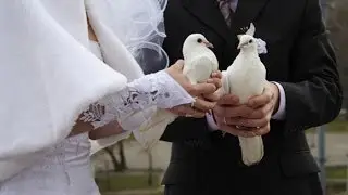 Бизнес идея: Голуби на свадьбу