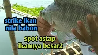 mancing strike ikan nila babon