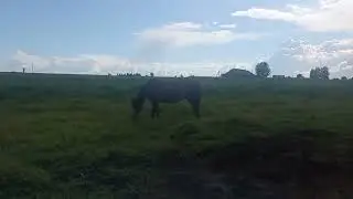 Смотрим лошадей на поле 💥👍