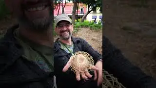 El siempre tradicional y maravilloso Coyoacán.