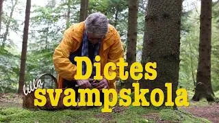 Lär dig plocka svamp med svampkonsulenten Dicte Helmersson
