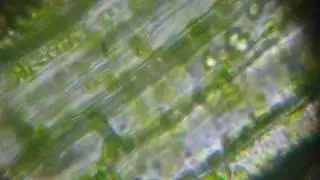 Ciclosis de cloroplastos