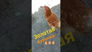 Разговорчивая Несушка золотых яиц🤗💖