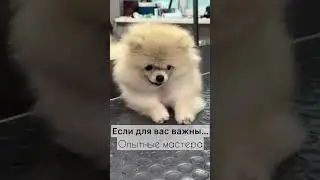 #груминг #омск #собаки #cat #животные