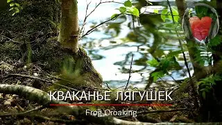 Frog Croaking / The Sound of Frogs