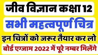 जीव विज्ञान कक्षा 12 के महत्वपूर्ण चित्र | 12th Biology Most Important Diagrams for board exam 2022