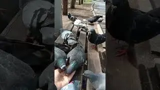 Пелагея и голуби
