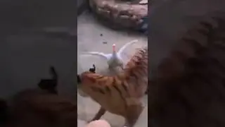 Лучшие Приколы 2023 Часть 11