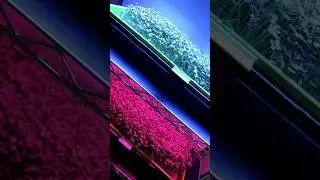 🌱 Our Happy Hydroponic Microgreens: Healthy Tops & Beautiful Roots!