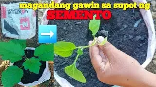 paano magtanim ng talong at tips sa pagpapalaki nito