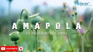 Cultivo de amapola en la Sierra de Guerrero