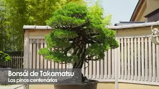 Bonsái de Takamatsu – Los pinos centenarios