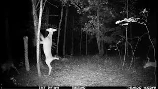 Trail cam catches a Maine doe displaying its dominance