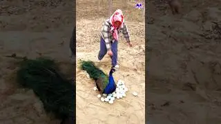 the crow and the peacock feathers #peacock #shorts #song #bollywood #hindisong #musicclip  #birds