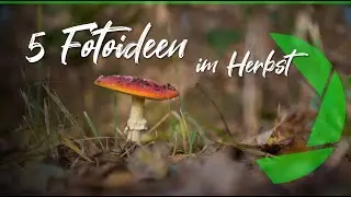 5 tolle Fotoideen im Herbst & Ein Tipp welcher alle besser macht