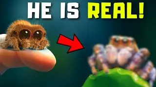 I ordered a real living Lucas the spider online...