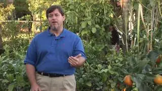 Fruit Tree Maintenance : Get Rid of Fruit Flies Permanently