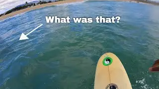 Surfing In Hawaii POV in 2022