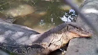 What's this  animal's name?