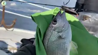 Bodrum Gulluk Fishing | Lidaki, Çupra, Kolyoz | @hayataoltaat