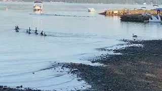 Squadron of Canadian Geese Prepare for Takeoff