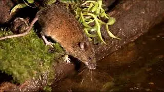 Cloud Forest Denizen: The Montane Rice Rat