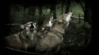 Сектор Газа - Вой на Луну