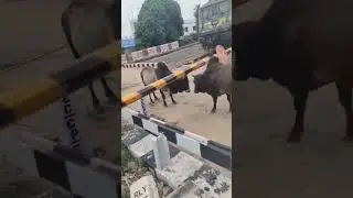 रेलवे फाटक पर दो बैलों ने ट्रेन रोक दी ||  bull fight #railway #YouTube #bull #youtubevideo