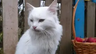 Итоги конкурса!😍🐱❤️