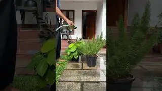 Mornings #homegardens #indoorplants #jishnuuthaman #garden #houseplant #home