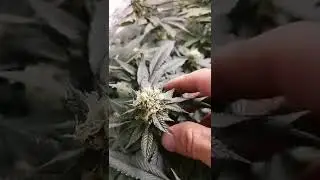 super skunk