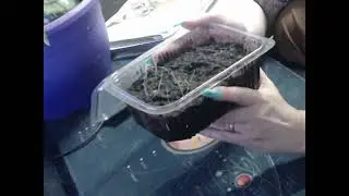 bouturage trés facile de certaines plantes verte