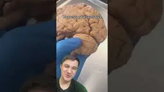 Борозды и извилины | SMITUP | 