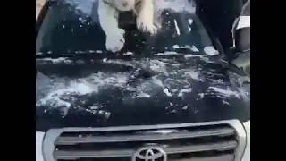 БЕДНЫЙ КРУЗАК! ТИГР УБИВАЕТ МАШИНУ 