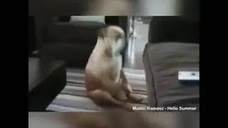 Een grappig dieren filmpje