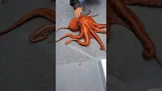 An animal that no one can catch