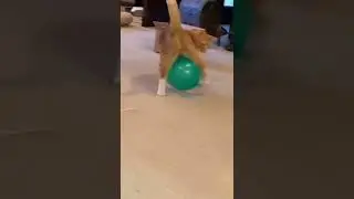 Котошар 🤪