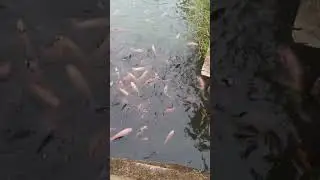 ikan warna warni