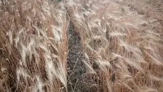 уборка 2019 озимый ячмень