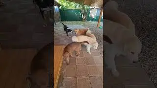 Заезды гостей. Дилан. Мой спасёныш. Уже 6 лет в семье.