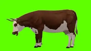 Green screen cow video | cow eating green screen